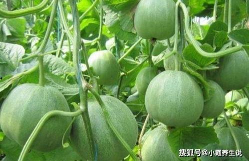 还原甜瓜爆料视频下载,揭秘事件真相与幕后故事